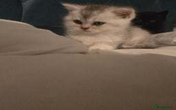 British Shorthair cats for sale: British shorthair kittens - Image 19