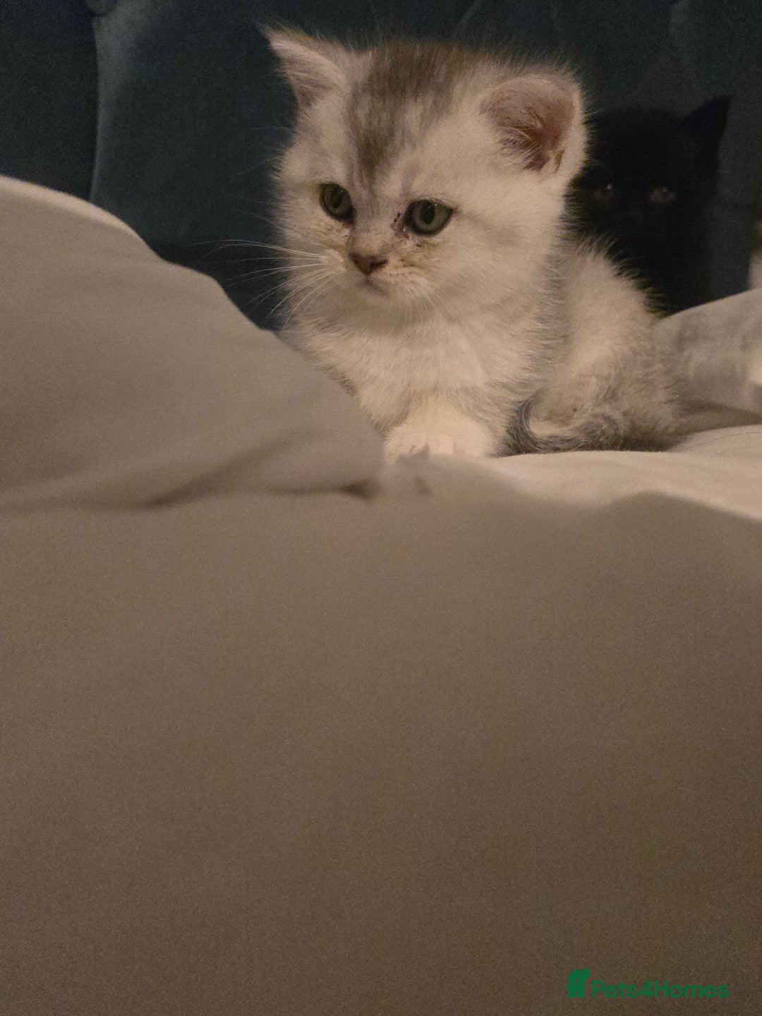 British Shorthair cats for sale: British shorthair kittens - Image 19
