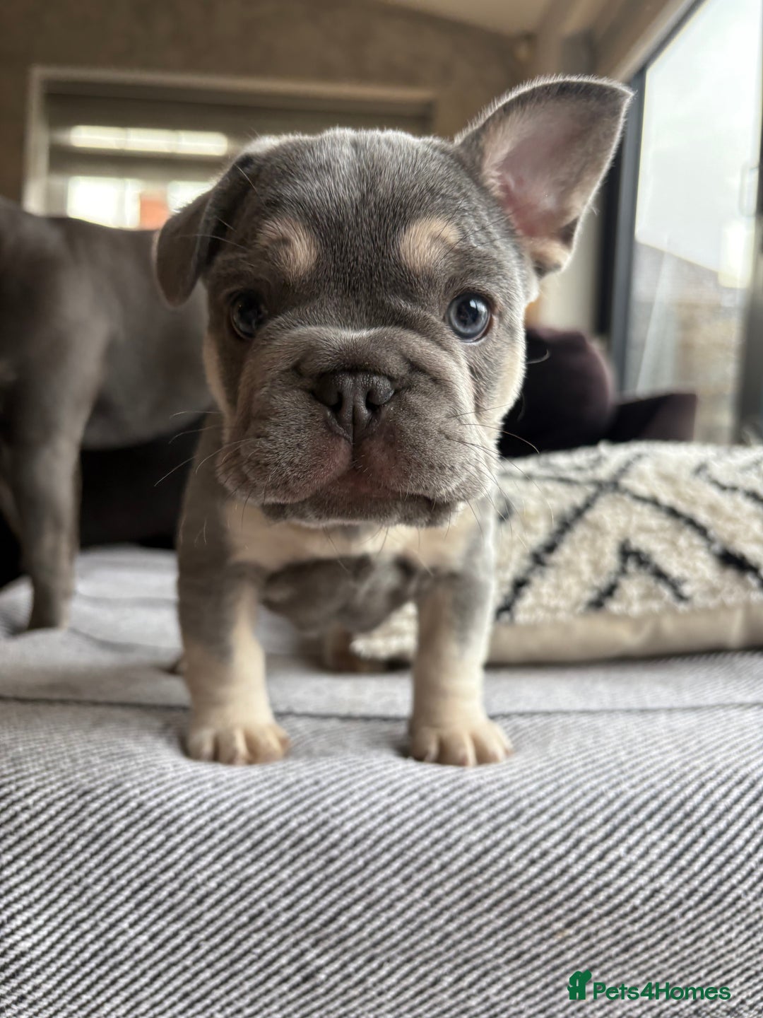 French Bulldog dogs for sale: French Bulldog female puppy - Lilac & Tan  - Advert 8
