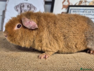 Guinea Pig rodents Baby male teddy guinea pigs - Advert 4
