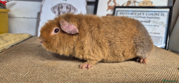 Guinea Pig rodents Baby male teddy guinea pigs - Advert 6