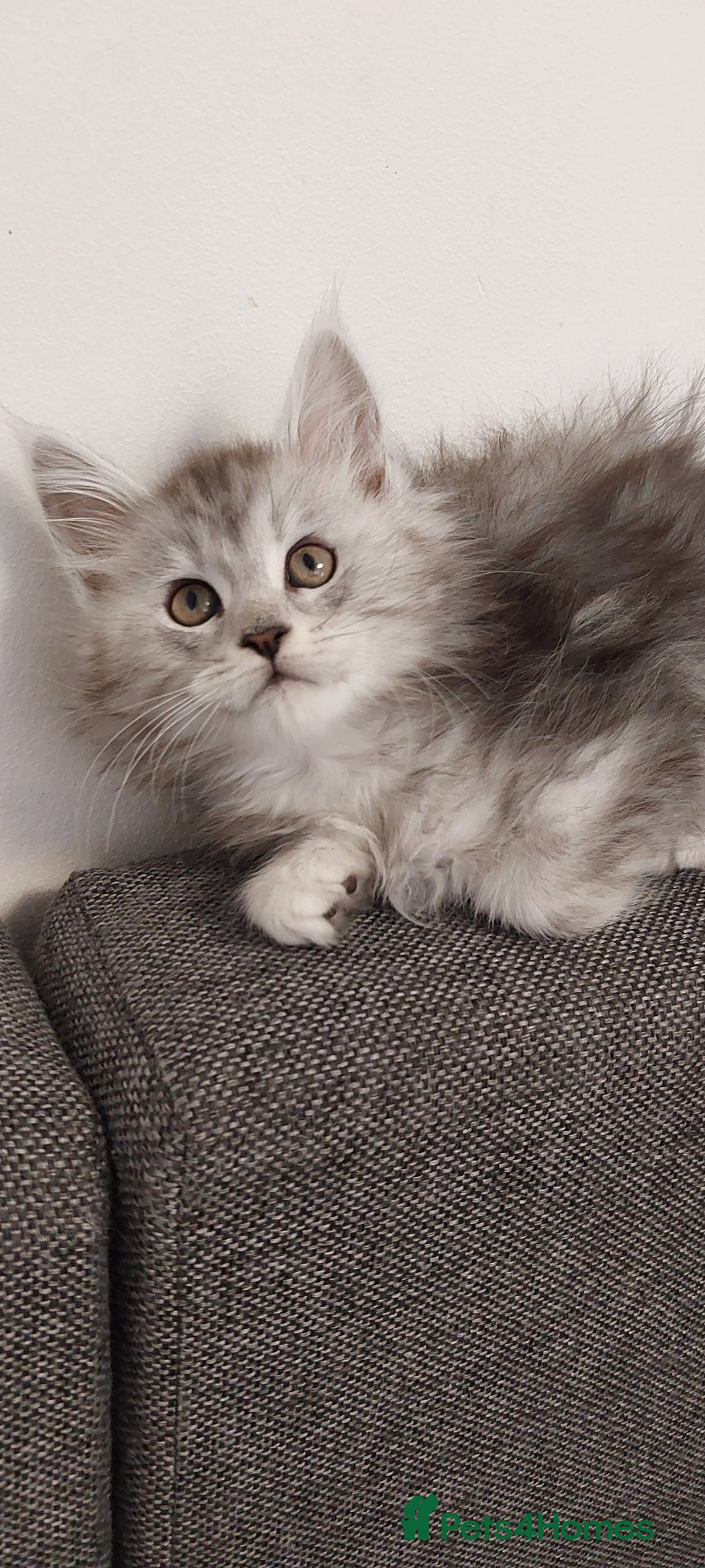Maine Coon cats for sale: 🐈🐈🐈7 Amazing Maine coons🐈🐈🐈 - Advert 4