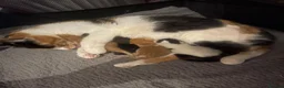 Mixed Breed cats for sale: 4 playful kittens ready to find their forever home - Advert 2