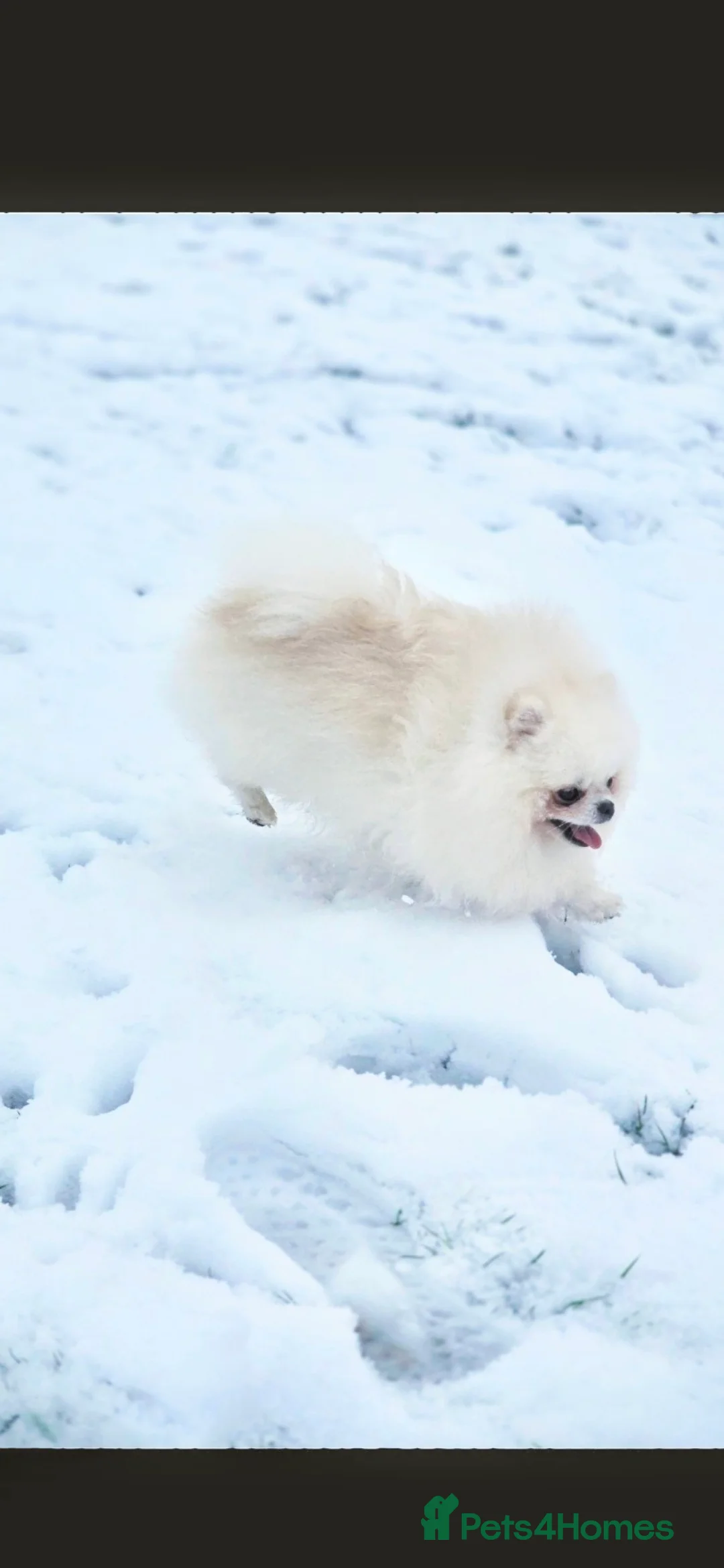 Pomeranian dogs for stud: 🌟 PREMIUM STUD SERVICE: "KIMCHI" 🌟 - Advert 9