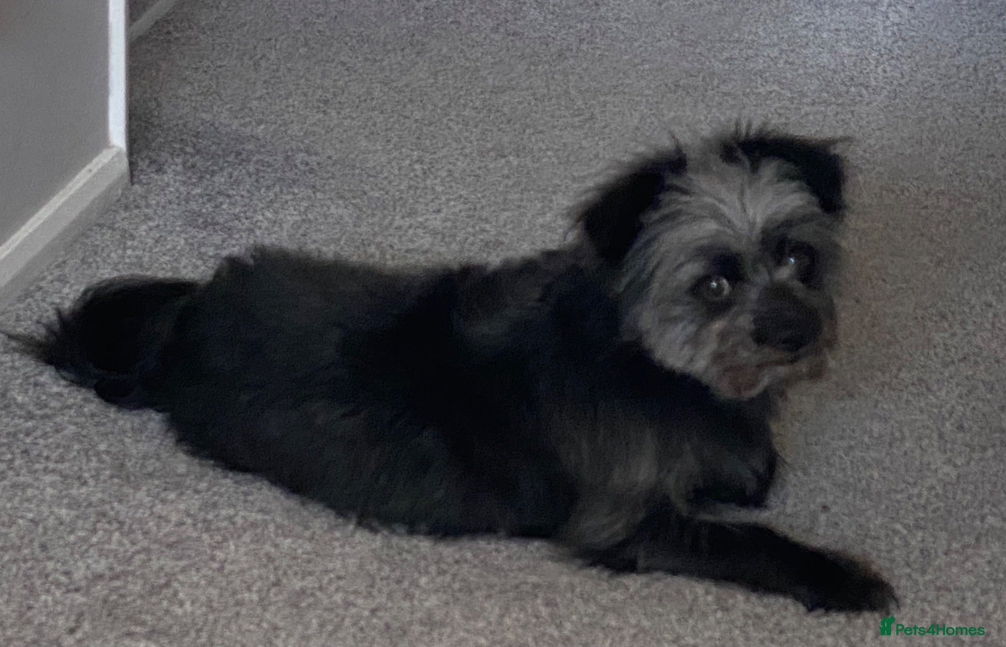 Chorkie dogs Stud dog (no profit for me) - Advert 6