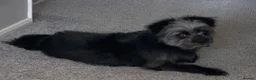 Chorkie dogs for stud: Stud dog (no profit for me) - Advert 1