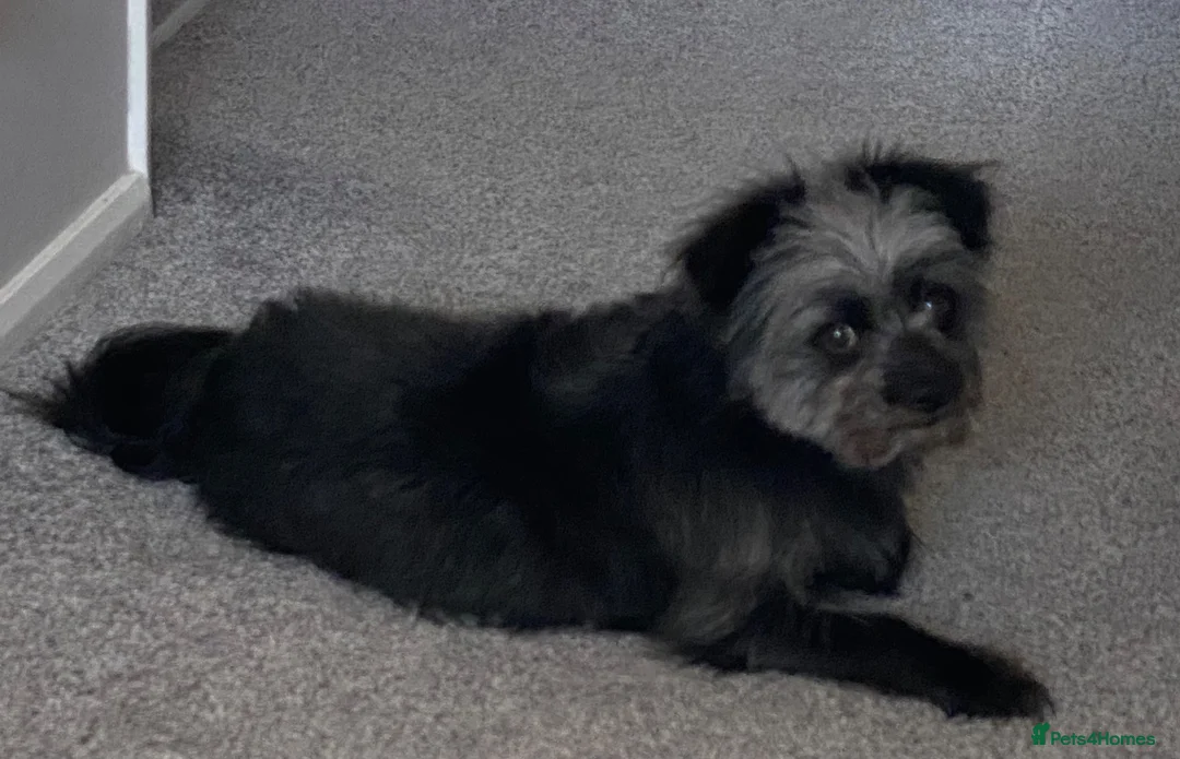 Chorkie dogs for stud: Stud dog (no profit for me) - Advert 1