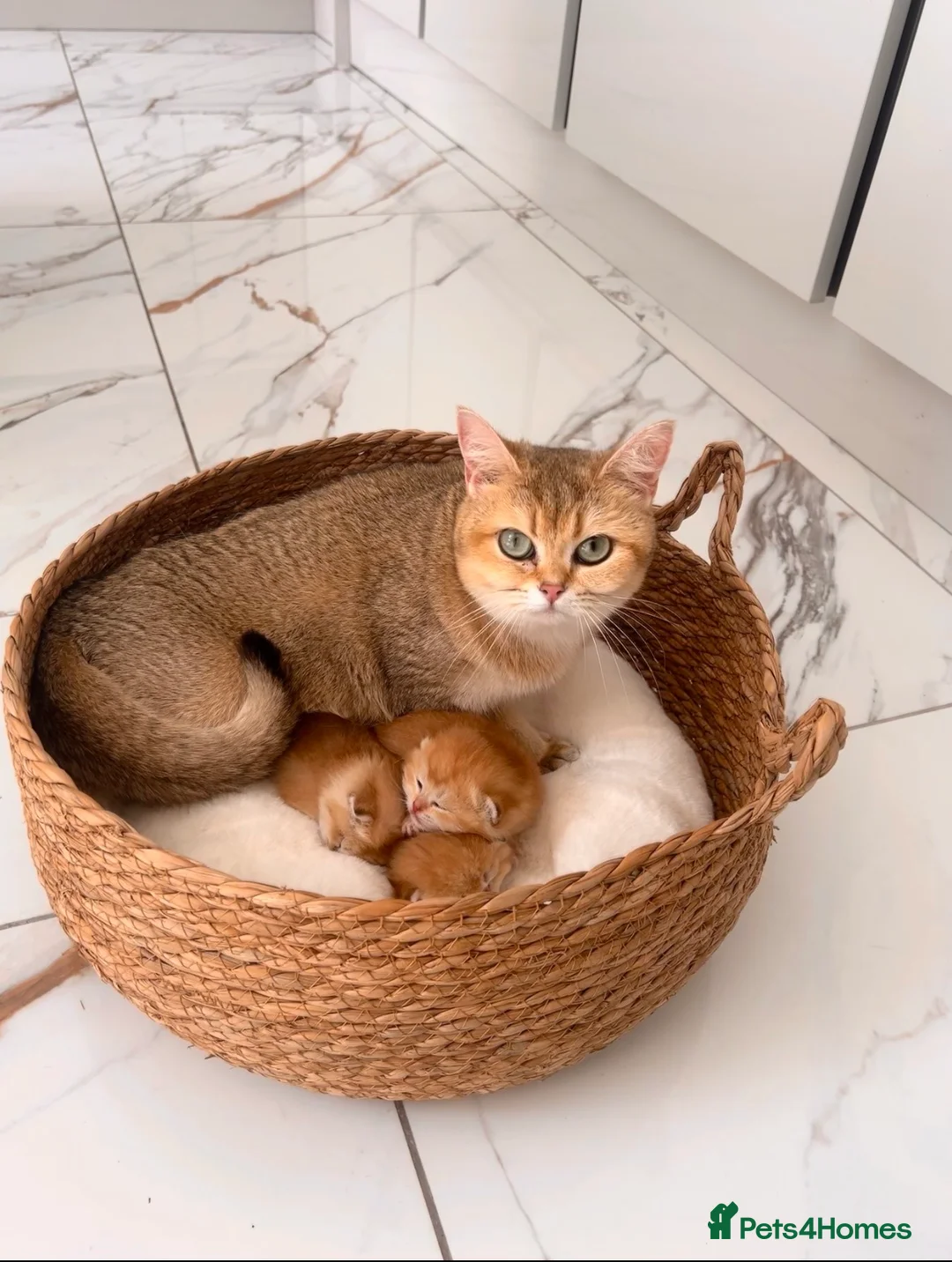 British Shorthair cats for sale: Champion🏆 🌈 GCCF golden/cinnamon BSH 🧸🍯 - Advert 2