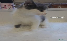 Siamese cats for sale: Bi colour blue and white kittens - Image 27