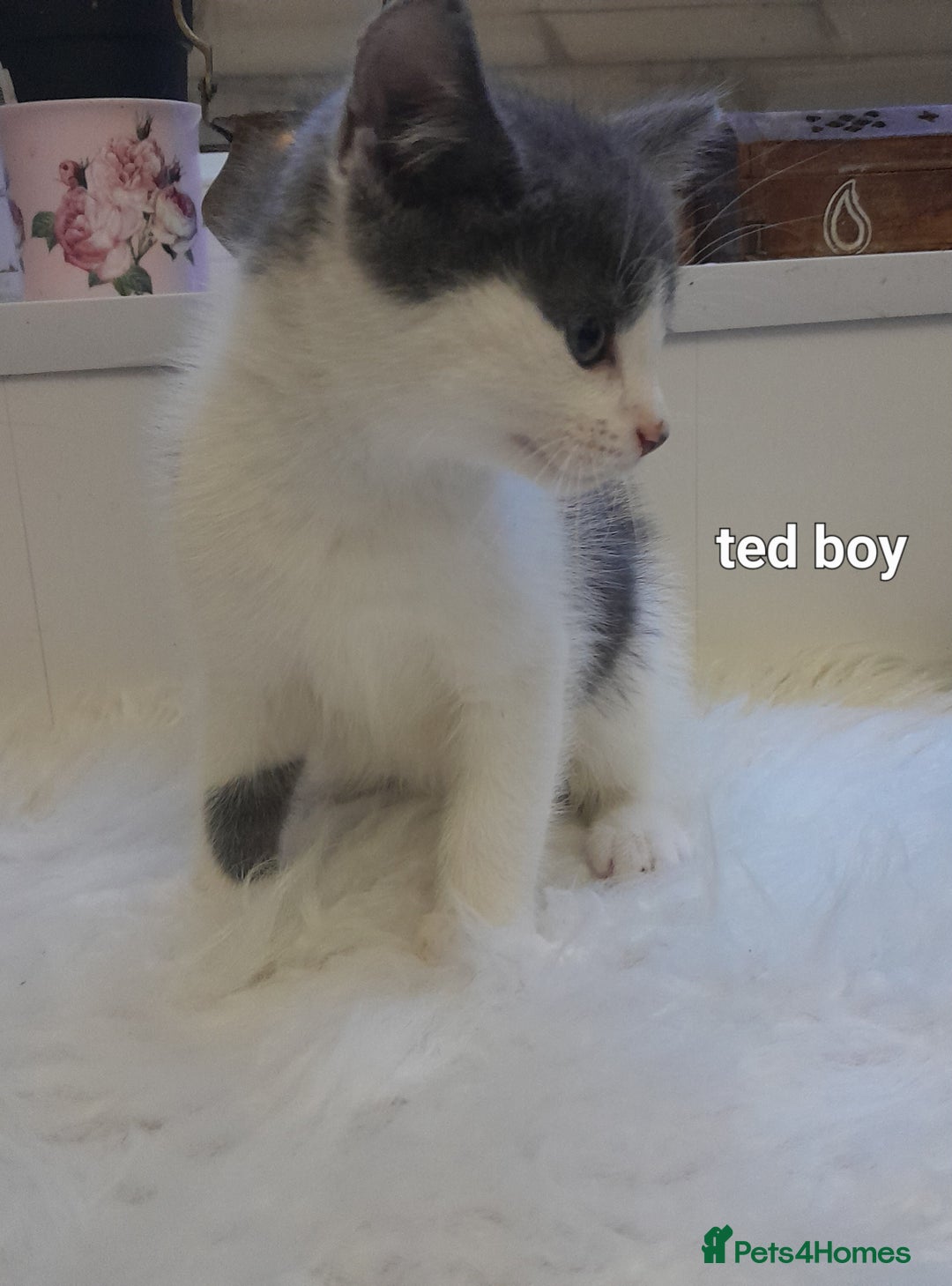 Siamese cats for sale: Bi colour blue and white kittens - Image 27