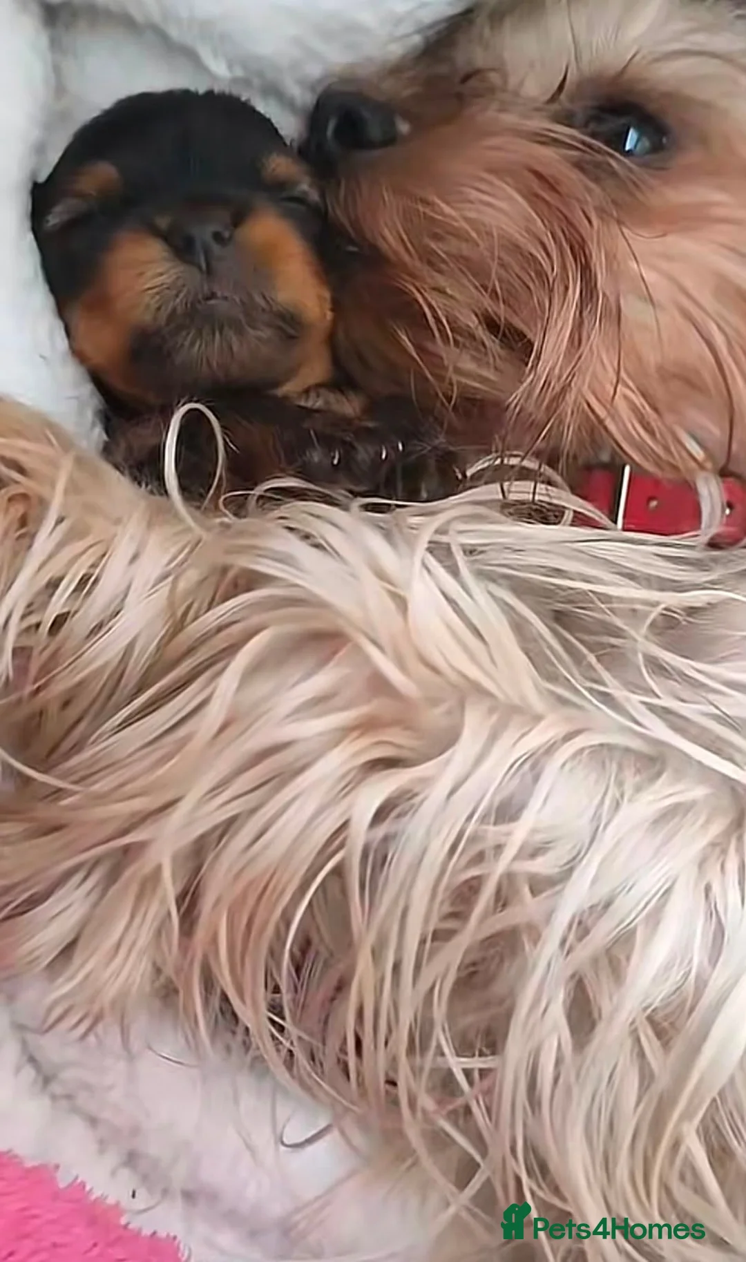 Yorkshire Terrier dogs for sale: Stunning Male Yorkshire Terrier in Blackpool - Advert 2