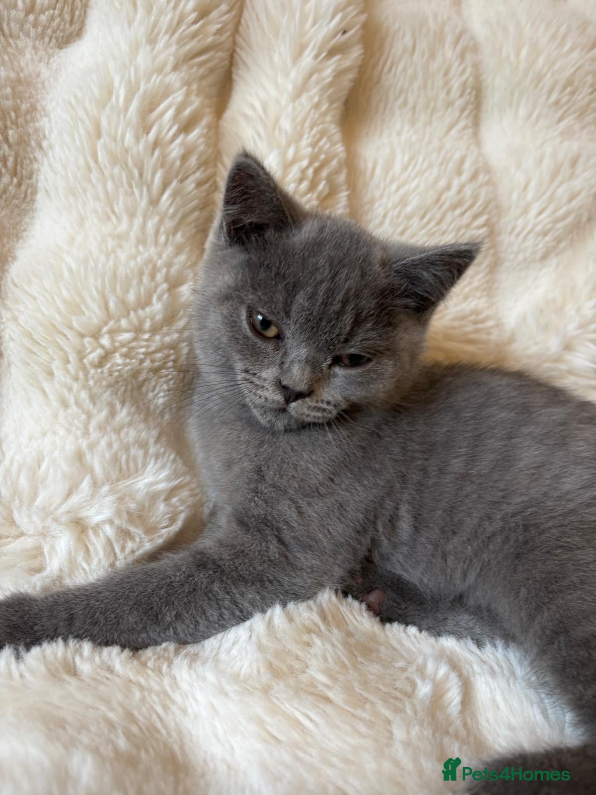 British Shorthair cats for sale: British shorthair kittens for sale  - Advert 7