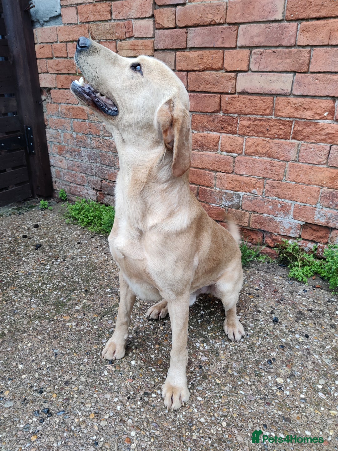 Labrador Retriever dogs for sale: Charming Male Labrador - Advert 7