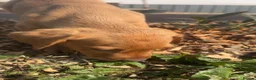 Labrador Retriever dogs for sale: Labrador retriever - Advert 4