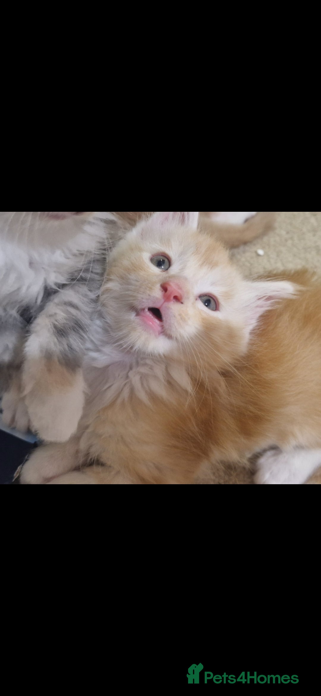 Maine Coon cats Beautiful Red boys - Advert 4