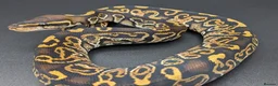 Python Snake reptiles for sale: Range of Royal Pythons - Advert 1