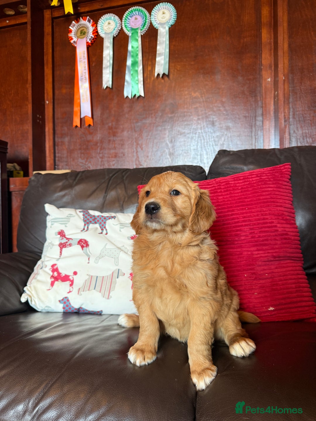 Golden Retriever dogs for sale: Chunky red golden retriever puppies  - Image 1