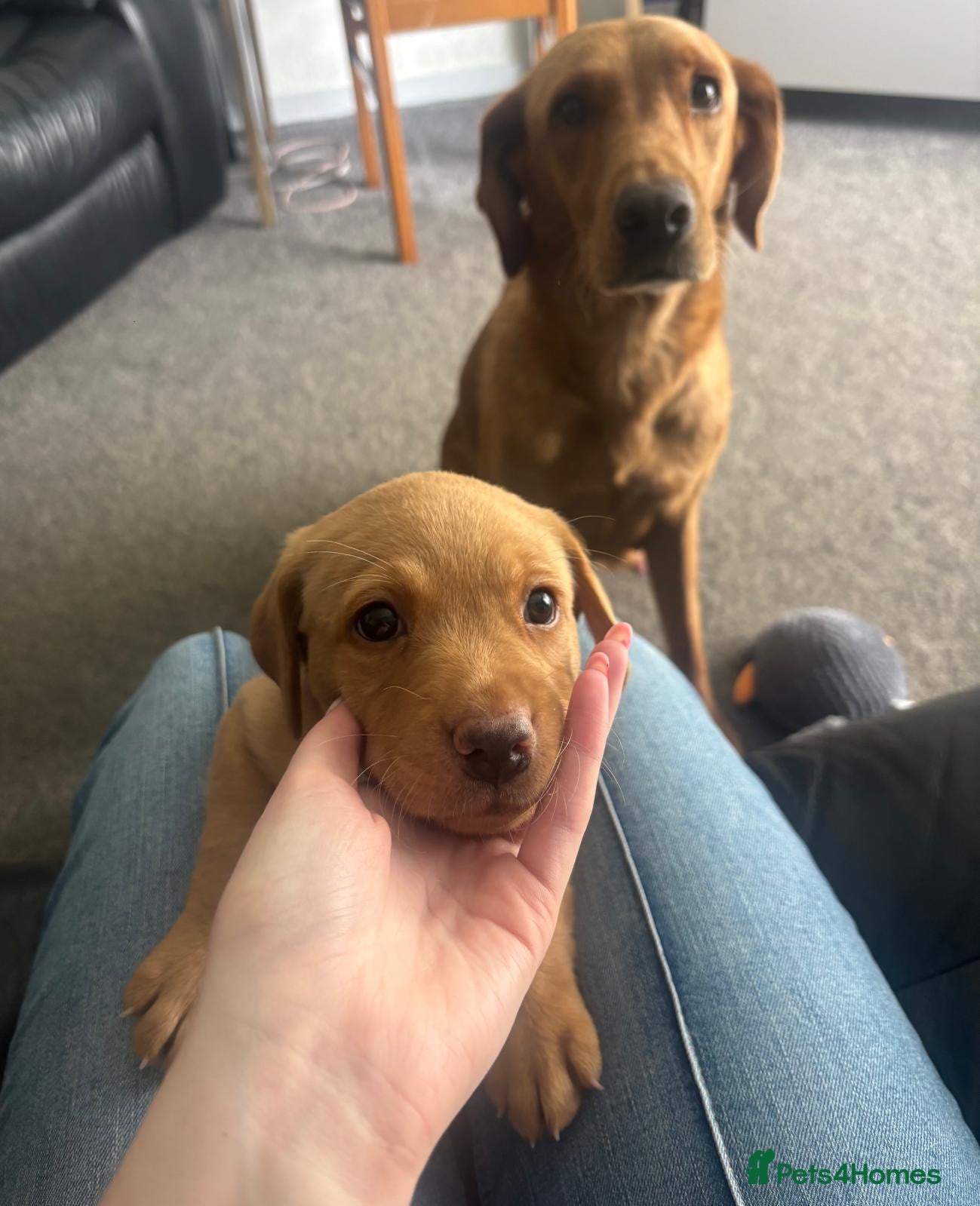 Labrador Retriever dogs Gorgeous kc registered Labrador puppies  - Advert 10