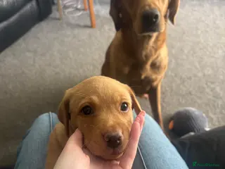 Labrador Retriever dogs Gorgeous kc registered Labrador puppies - Advert 2