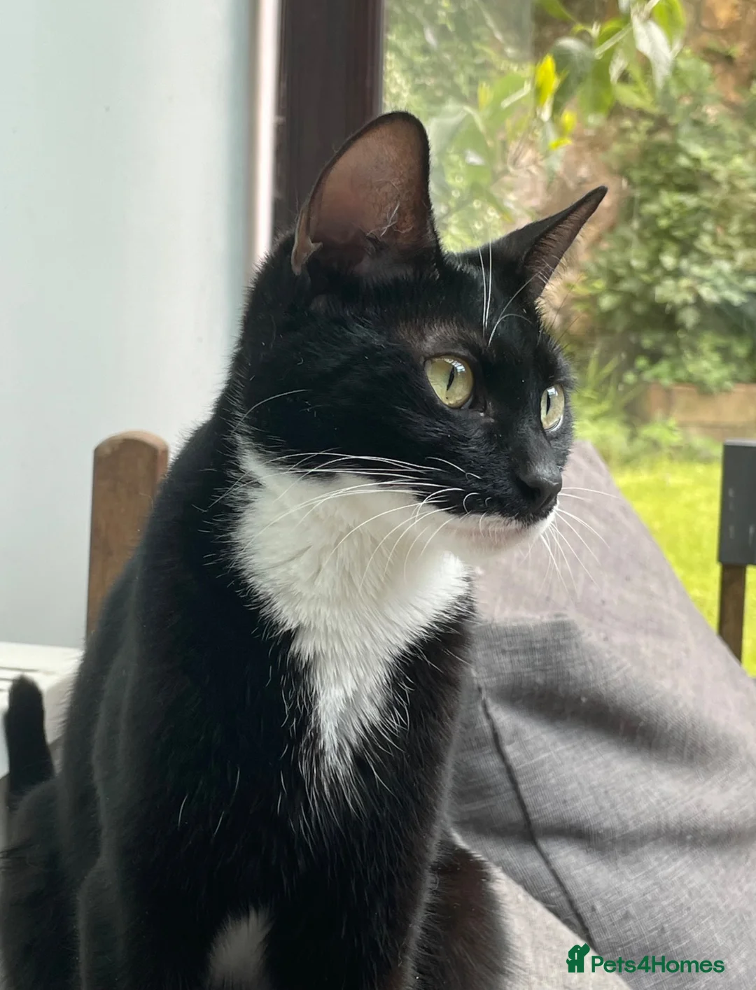 Mixed Breed cats for adoption: Clementine, young rescue cat in need of new home - Advert 1