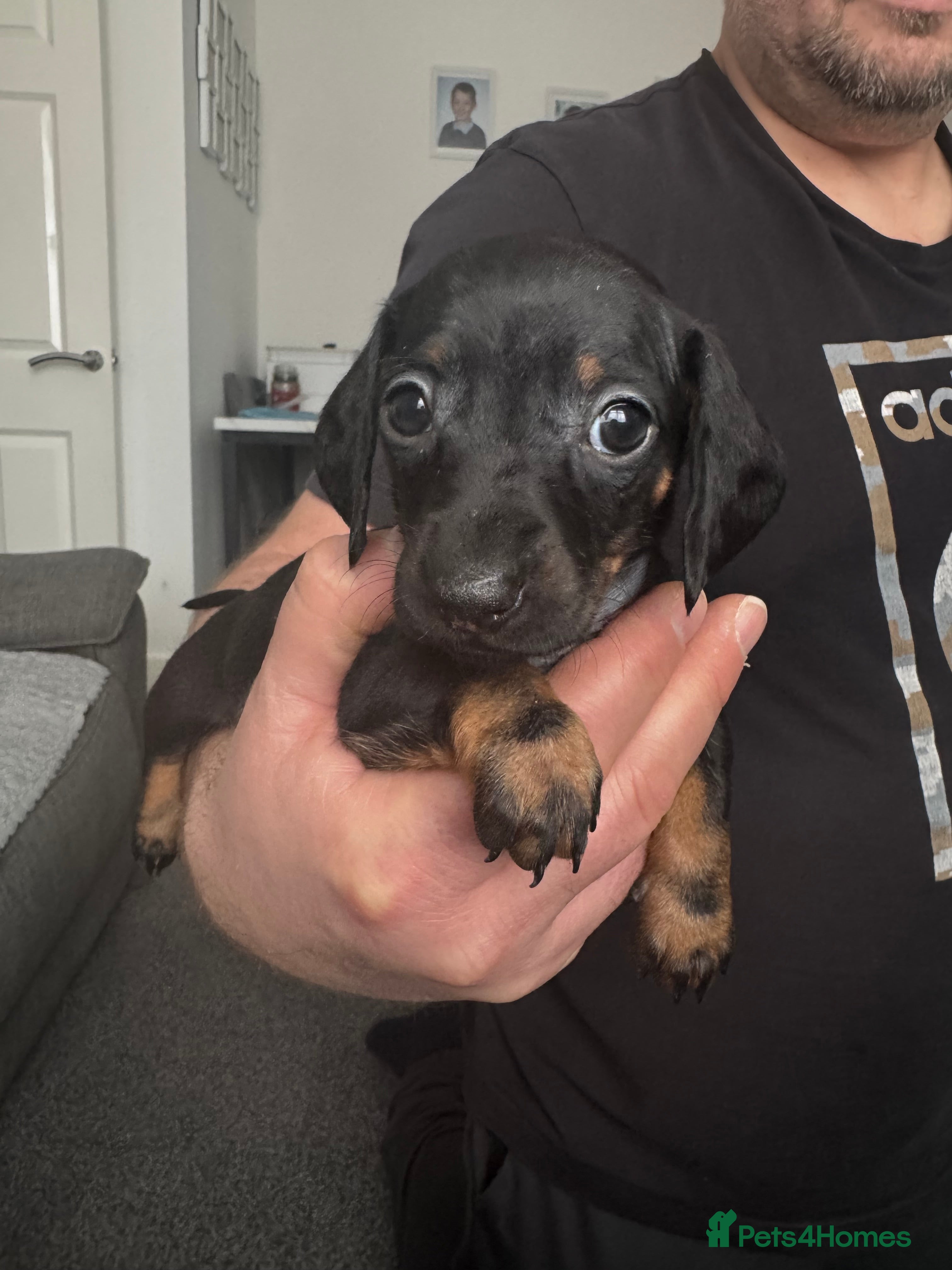 Miniature Dachshund dogs 1 Adorable miniature dachshund puppies - Advert 15