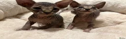 Sphynx cats for sale: Stripy Sphynx kittens - Advert 6