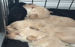 Mixed Breed dogs for sale: Westiepoo Pups For Sale - Image 9
