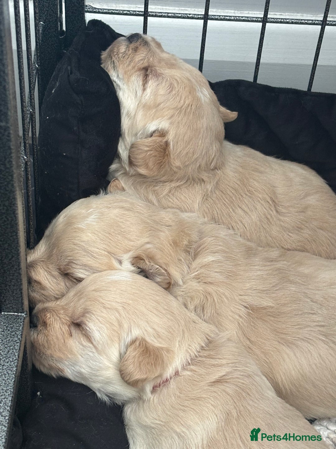 Mixed Breed dogs for sale: Westiepoo Pups For Sale - Image 9