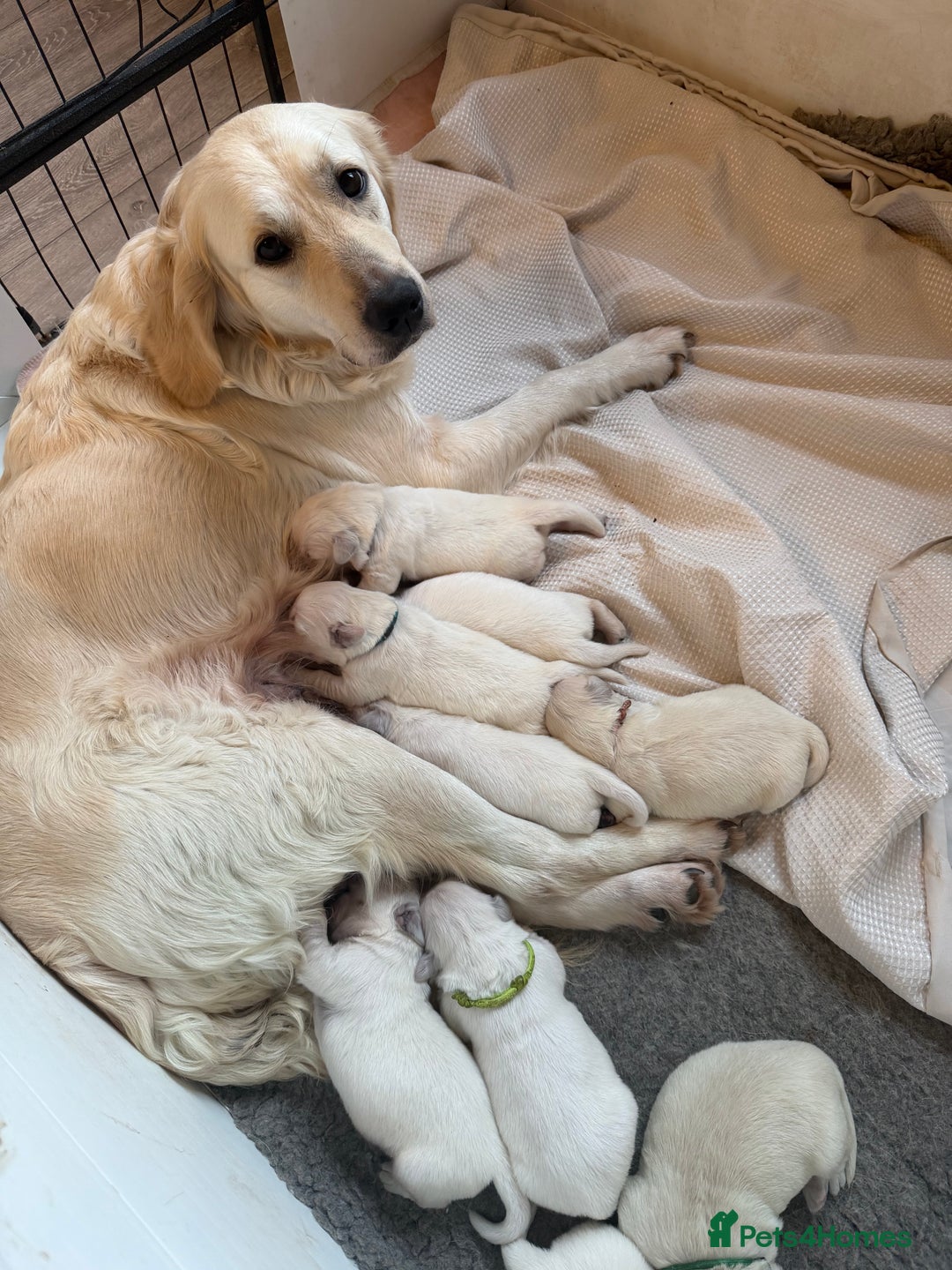 Golden Retriever dogs for sale:  FULLY HEALTH TESTED PARENTS - Advert 8