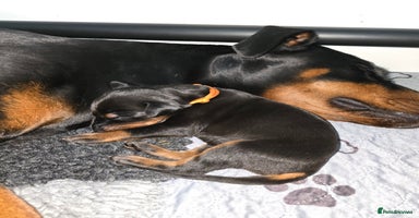 Dobermann dogs - Advert 11