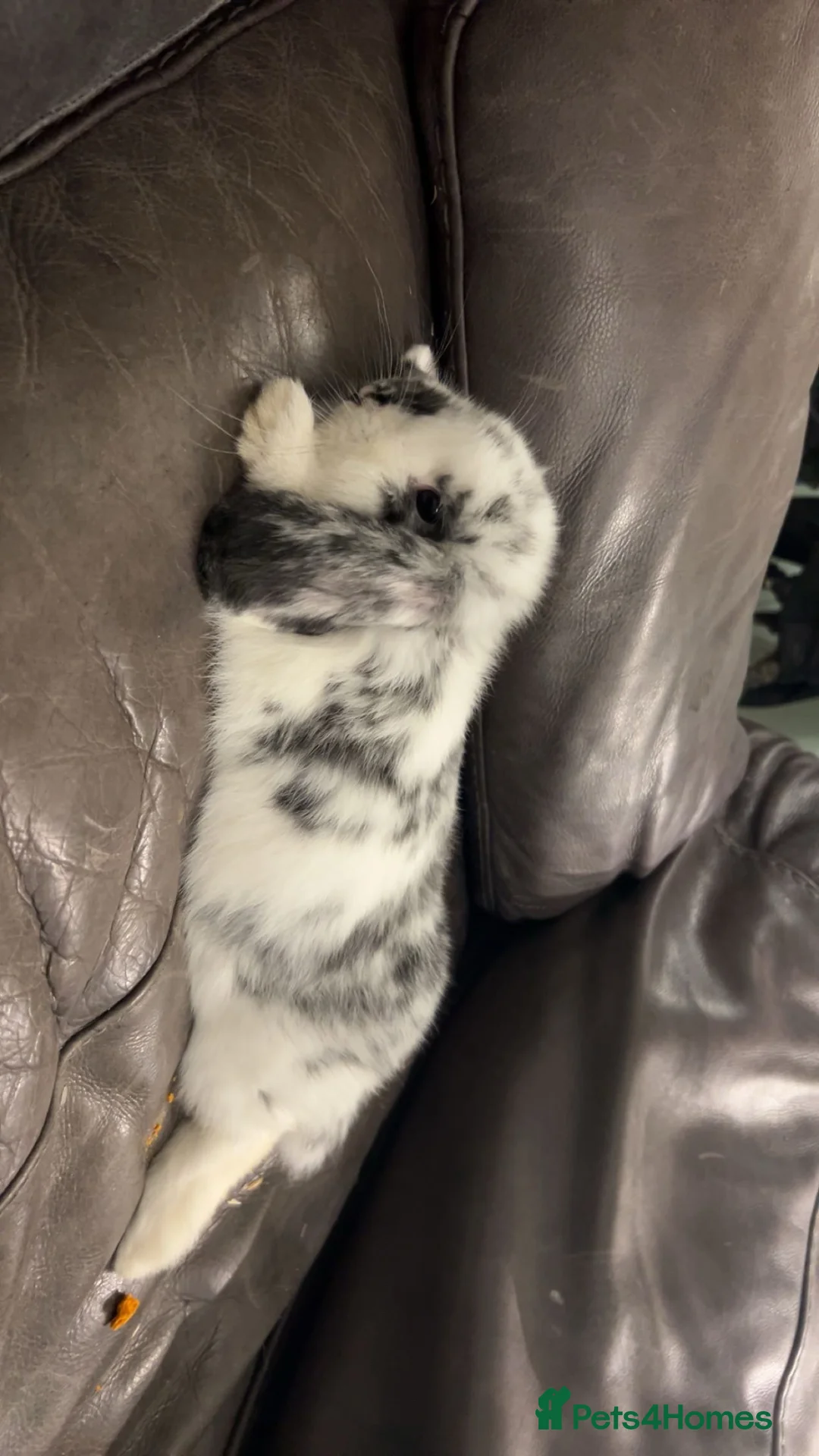 English Lop rabbits for sale: Oreo gorgeous friendly rabbit  in Bolton - Advert 2