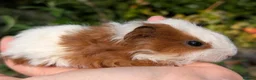 Guinea Pig rodents for sale: Beautiful guinea pig pups - Advert 2