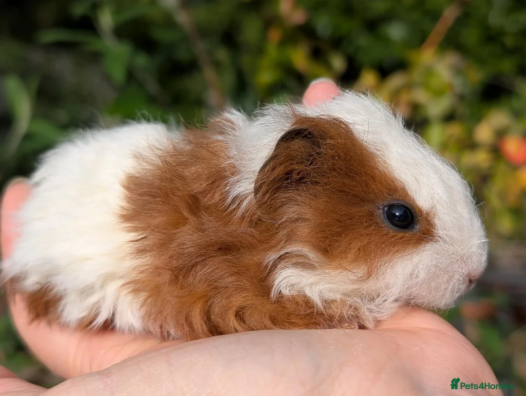 Guinea Pig rodents for sale: Beautiful guinea pig pups - Advert 2