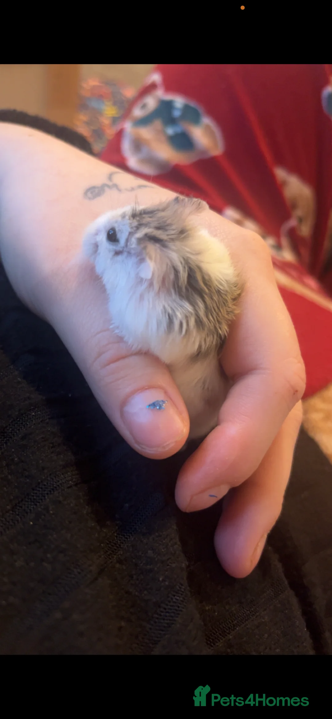 Hamster rodents for sale: Shaddow  in Bristol - Advert 1