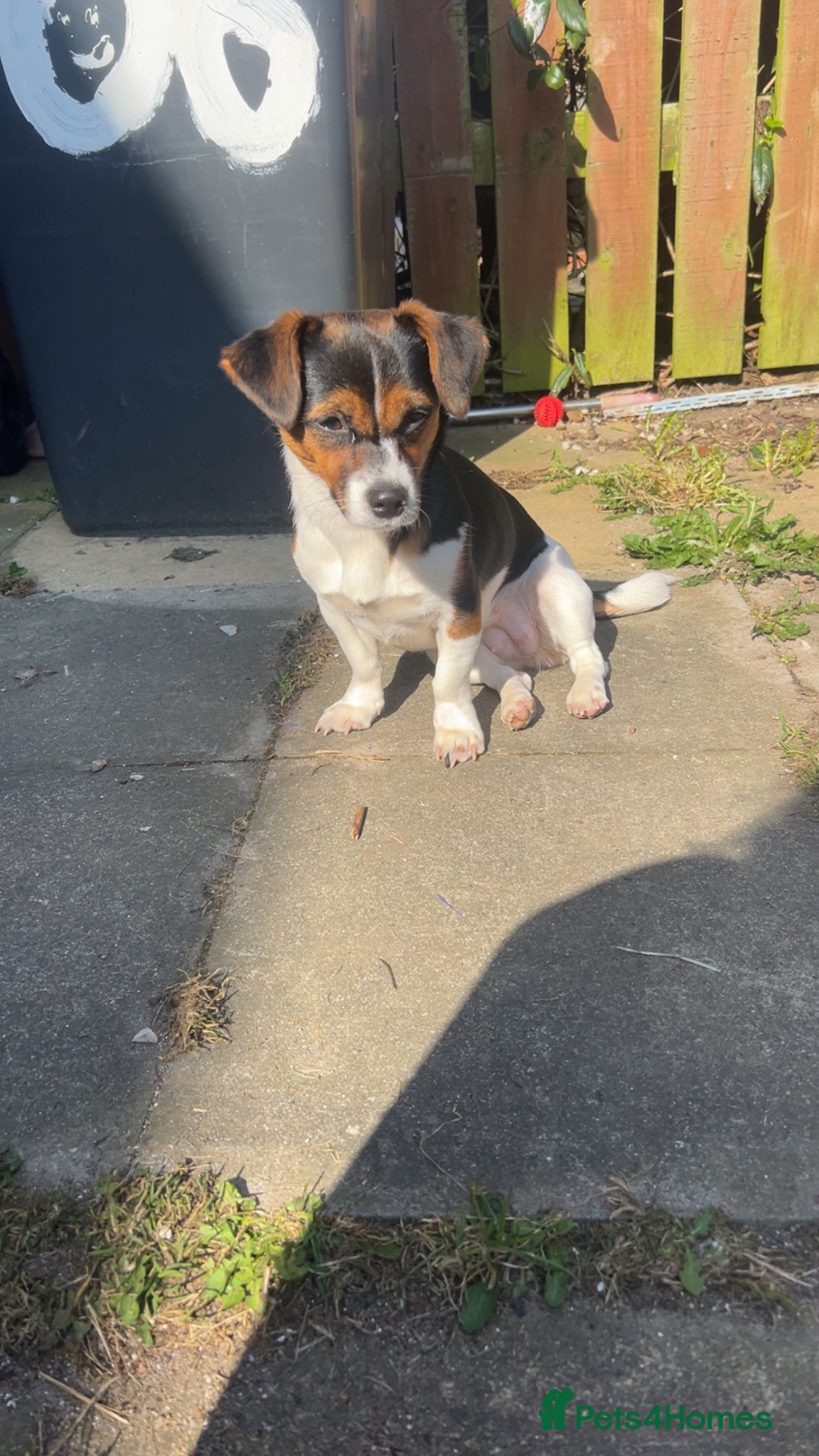 Jack Russell dogs for sale: 1 year old  in Trimdon Station - Advert 4