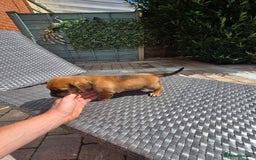 Mixed Breed dogs for sale: Very loving puppies looking for their forever home - Image 1