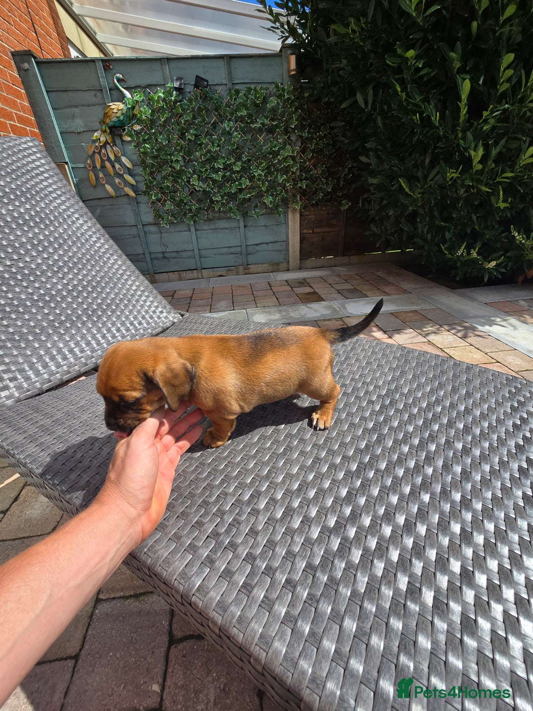 Mixed Breed dogs for sale: Very loving puppies looking for their forever home - Image 1