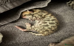Bengal cats for sale: TICA registered Bengal girls. - Image 16