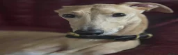 Mixed Breed dogs for sale: Gorgeous saluki greyhound.  - Advert 6