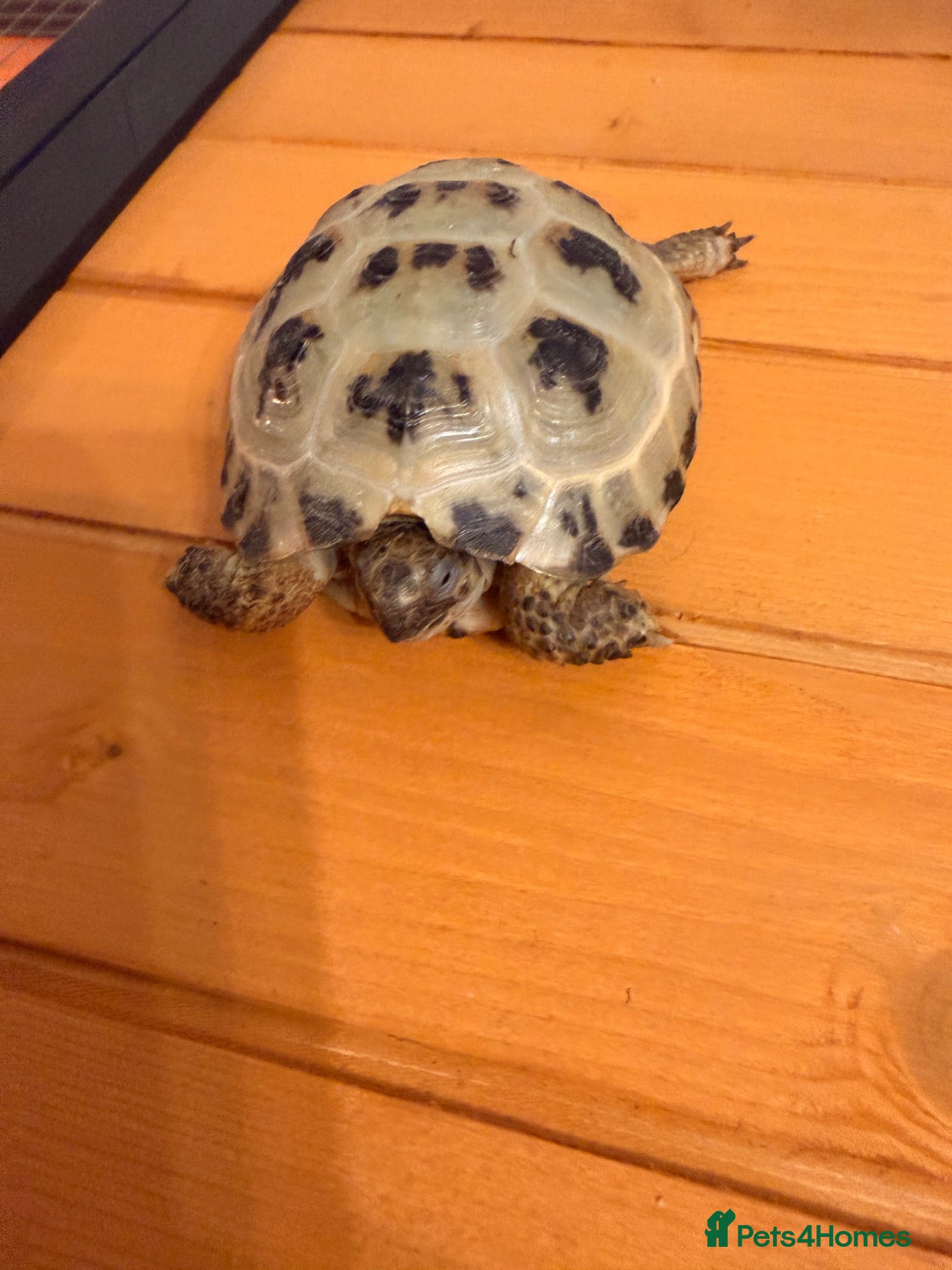 Tortoise reptiles Terry - Horsefield Tortoise - Advert 5