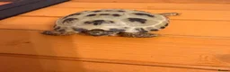 Tortoise reptiles for sale: Terry - Horsefield Tortoise in Leicester - Advert 1