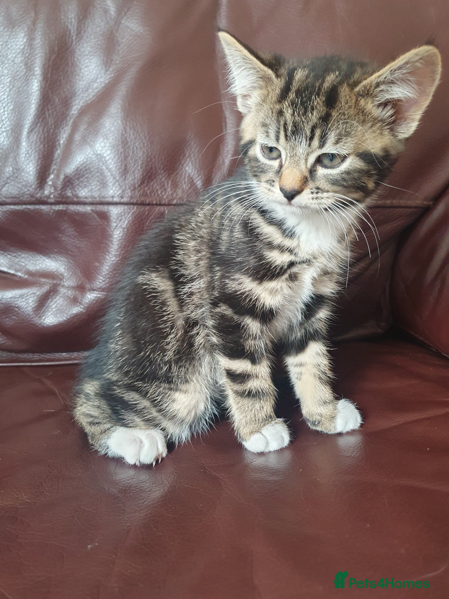 Mixed Breed cats for sale: Beautiful Mix Breed - Advert 5