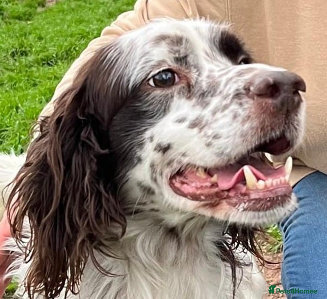 English Setter dogs for adoption: Ken   - Advert 4