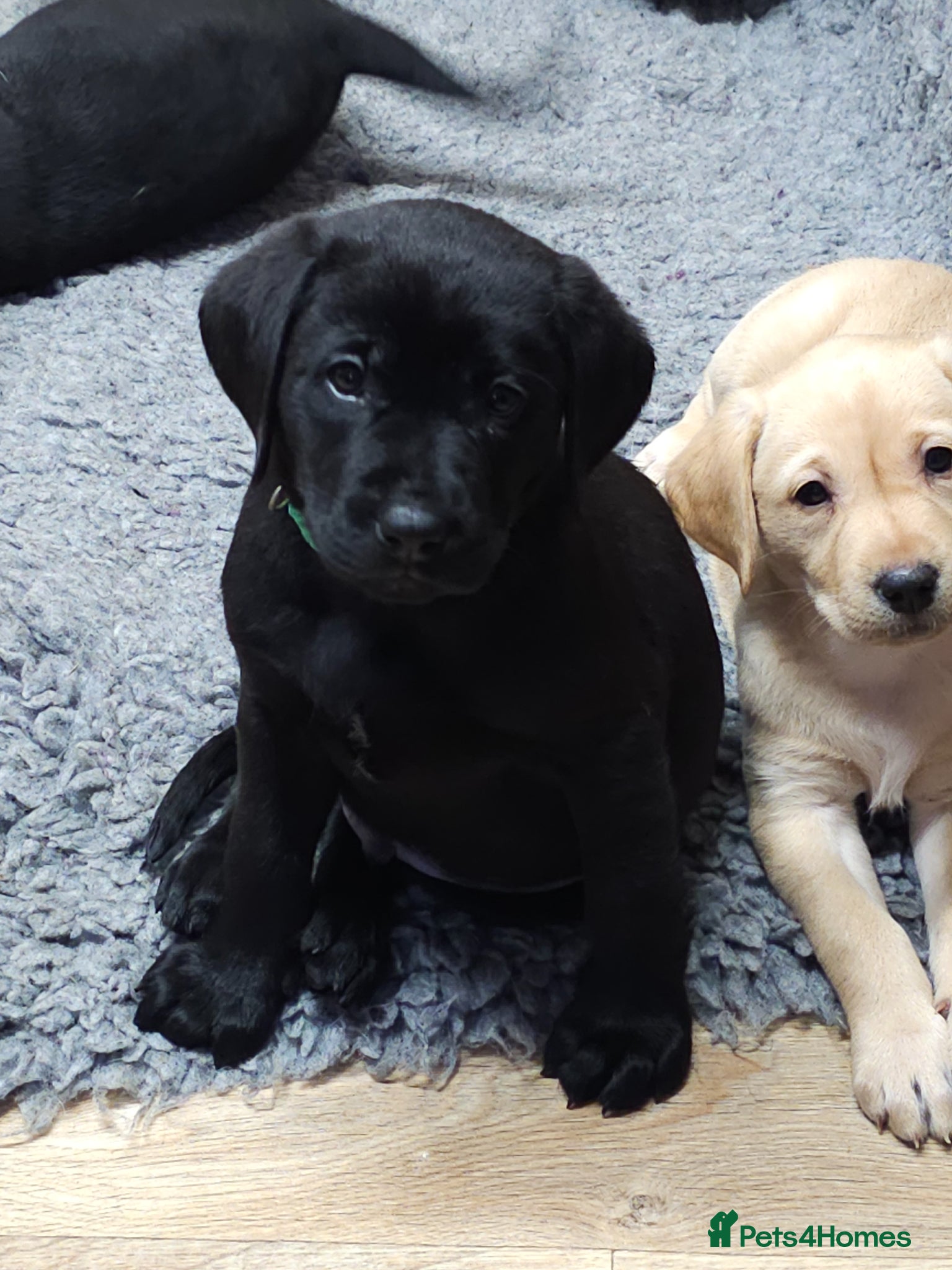 Labrador Retriever dogs Ready 18th April onwards - Advert 11