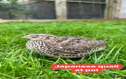 Quail poultry for sale: Japanese quail at pol (coturnix) - Image 2