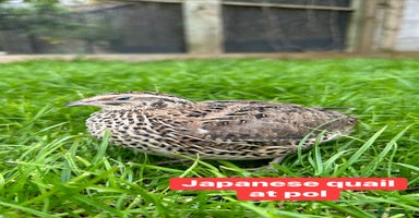 Quail poultry - Advert 7