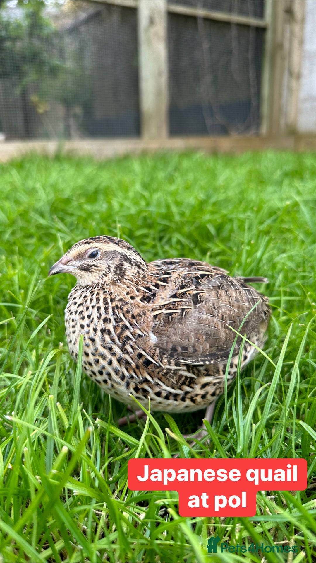 Quail poultry for sale: Japanese quail at pol (coturnix) - Image 2