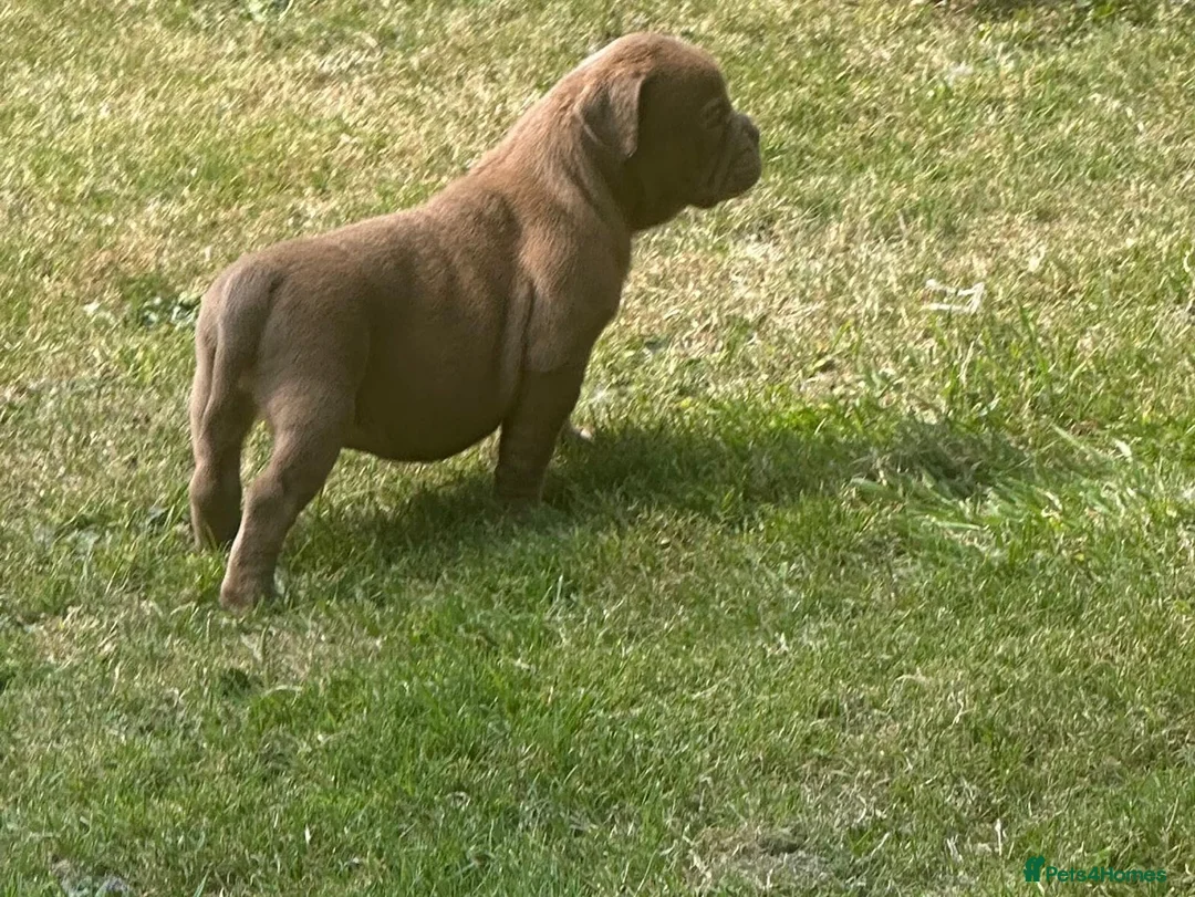 Olde English Bulldogge dogs for sale: Olde English bulldogge  - Advert 14