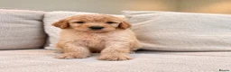 Goldendoodle dogs for sale: Super Quality Doodles  - Advert 32