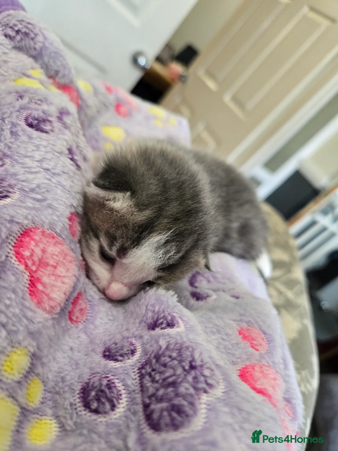 Mixed Breed cats for sale: 4 beautiful kittens 2 males & 2 females  - Advert 15